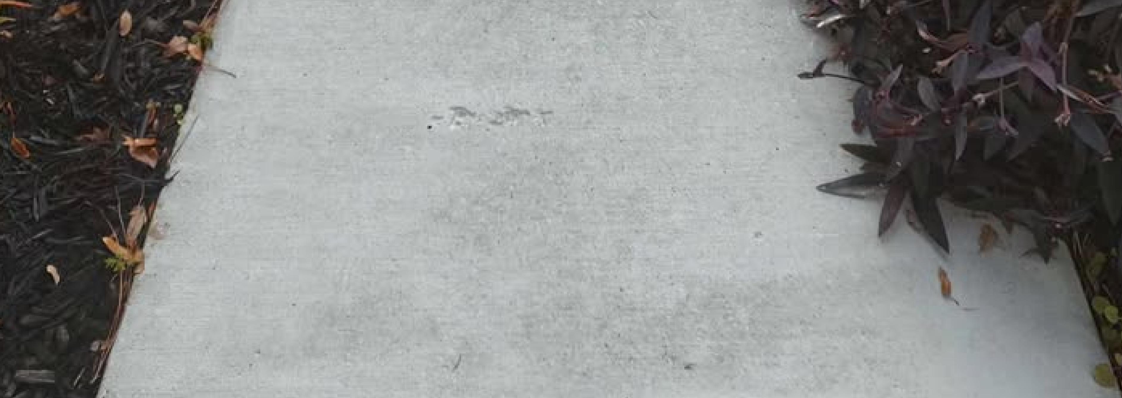 A concrete sidewalk with dark mulch and plants on both sides, with some fallen leaves scattered near the edges of the walkway.